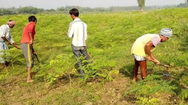 Jaipur: कृषि विभाग, डीग द्वारा अवैध भंडारित उर्वरक के 11245 कट्टे जब्त