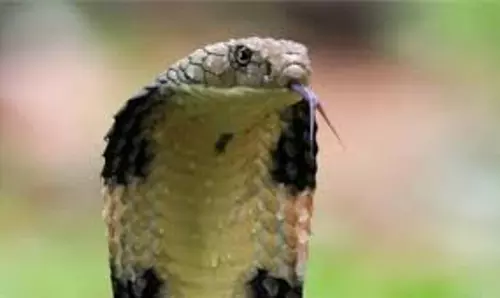 MP News: आंगन में खेल रहे बच्चे को सांप ने डसा MP News: आंगन में खेल रहे बच्चे को सांप ने डसा