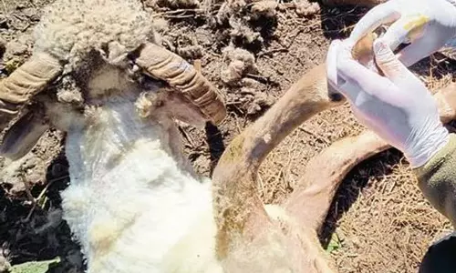 Haryana : खुरपका रोग की रोकथाम के लिए हरियाणा में हाई अलर्ट
