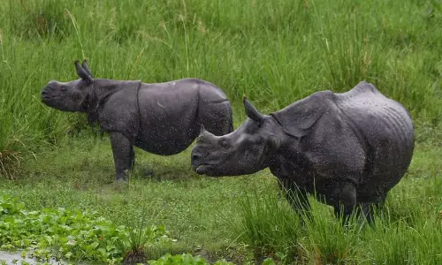 Assam : पोबितोरा अभयारण्य में वन्यजीवों की रक्षा करने वाले ग्रामीण दलों को फील्ड गियर प्रदान