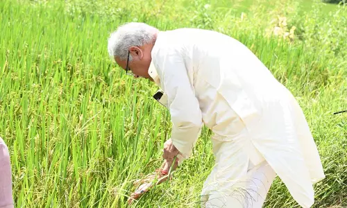 कुरुदडीह खेत पहुंचे भूपेश बघेल कुरुदडीह खेत पहुंचे भूपेश बघेल