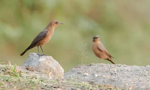 Hyderabad में शहरीकरण के कारण इटरनल रॉक्स की स्थिति खराब हो गई Hyderabad में शहरीकरण के कारण इटरनल रॉक्स की स्थिति खराब हो गई