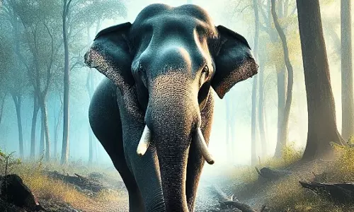 Assam : ग्वालपाड़ा में हाथी के हमले में महिला की मौत, बच्चा घायल Assam : ग्वालपाड़ा में हाथी के हमले में महिला की मौत, बच्चा घायल