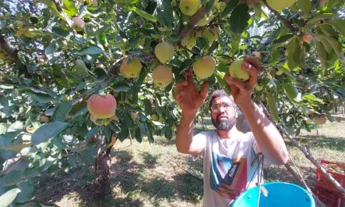 Ganderbal में मौसम के कारण सेब की गुणवत्ता प्रभावित, उत्पादक चिंतित