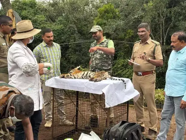 कोटागिरी के निकट वाहन की टक्कर से बाघ शावक की मौत