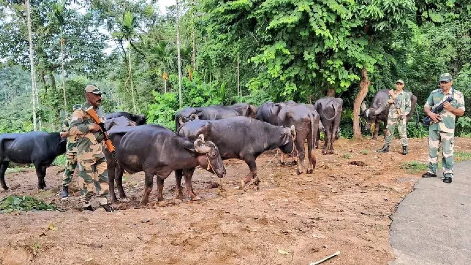 मेघालय BSF ने अंतरराष्ट्रीय सीमा पर तस्करी की कोशिश नाकाम की