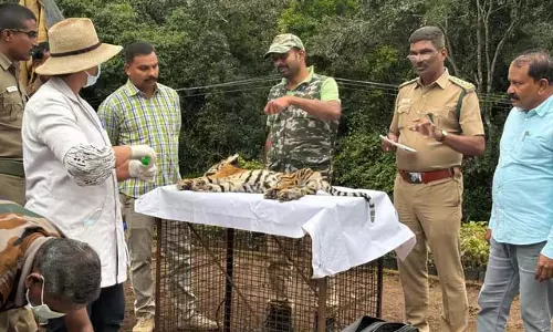 कोटागिरी के निकट वाहन की टक्कर से बाघ शावक की मौत