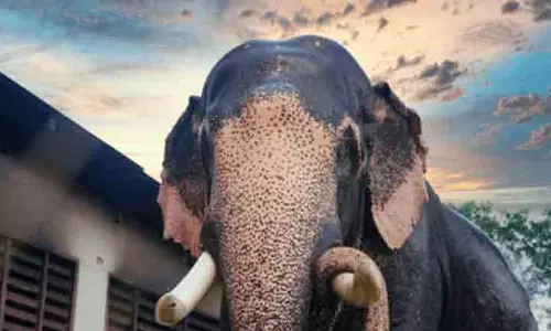 Jalpaiguri में हाथी ने छह साल के बच्चे को कुचलकर मार डाला Jalpaiguri में हाथी ने छह साल के बच्चे को कुचलकर मार डाला