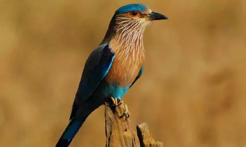 India की पक्षी स्थिति रिपोर्ट: भारतीय रोलर्स की आबादी में गिरावट आई India की पक्षी स्थिति रिपोर्ट: भारतीय रोलर्स की आबादी में गिरावट आई
