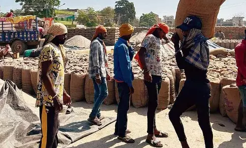 Mohali जिले में 34,702 मीट्रिक टन धान की खरीद