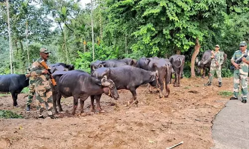 मेघालय BSF ने अंतरराष्ट्रीय सीमा पर तस्करी की कोशिश नाकाम की मेघालय BSF ने अंतरराष्ट्रीय सीमा पर तस्करी की कोशिश नाकाम की