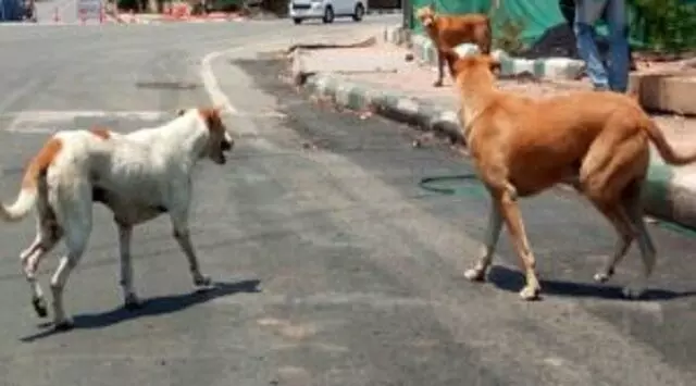 Nuapada जिले में आवारा कुत्ते के काटने से युवक की मौत