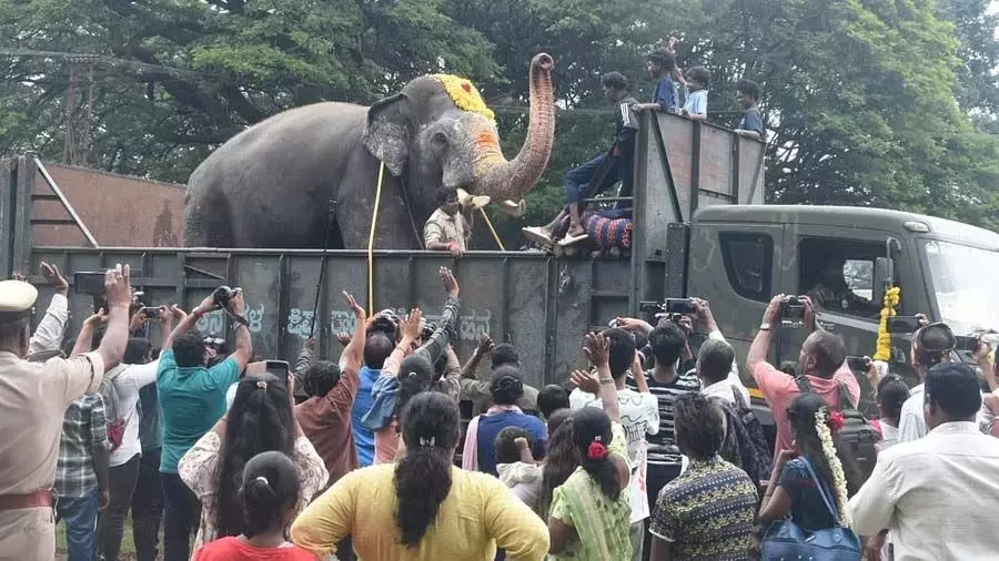 Karnataka: दशहरा के हाथी, शानदार प्रदर्शन के बाद अपने जंगल में चले