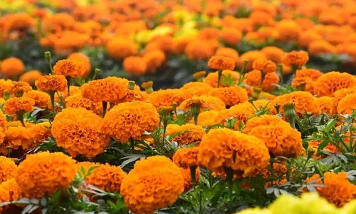 गेंदा फूल की खेती से हो रही  52 हजार की आमदनी