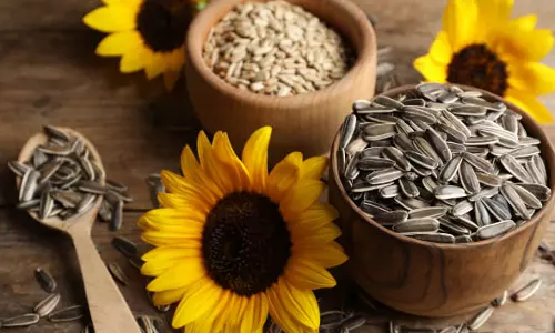 Sunflower के बीज स्वास्थ्य लाभों का भंडार