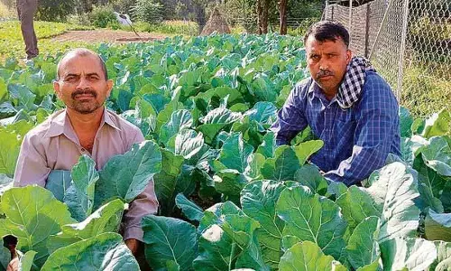 Himachal: आधुनिक योजनाएं चंबा में कृषि को बदल रही Himachal: आधुनिक योजनाएं चंबा में कृषि को बदल रही