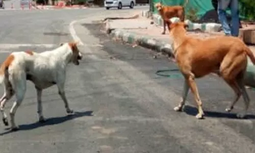 Nuapada जिले में आवारा कुत्ते के काटने से युवक की मौत
