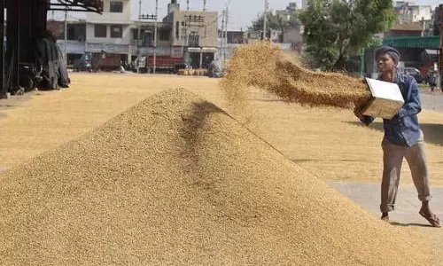 Jalandhar की मंडियों से केवल 82 मीट्रिक टन धान का उठाव