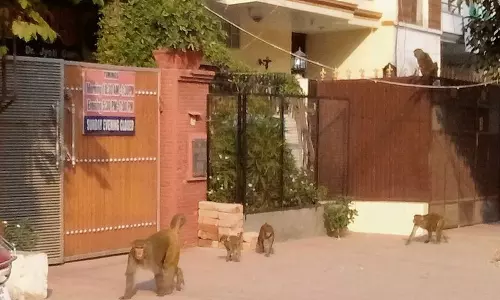 Haryana :  सोनीपत नगर निगम बंदरों के आतंक को रोकने में विफल रहा