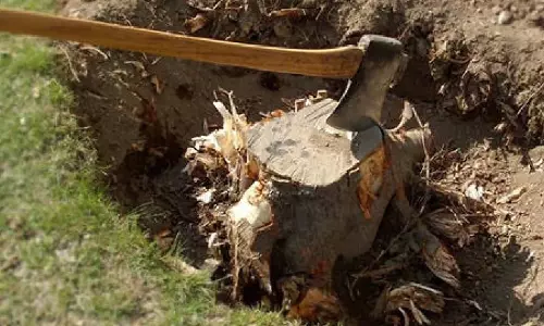 Assam : लखीमपुर में पेड़ काटते समय व्यक्ति की मौत, बेटा गंभीर