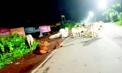 GOA: मापुसा रोड पर आवारा मवेशियों को पकड़ा गया GOA: मापुसा रोड पर आवारा मवेशियों को पकड़ा गया
