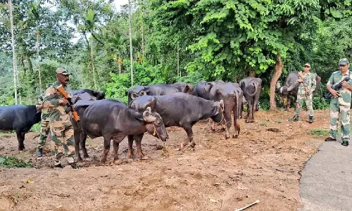 cबीएसएफ ने अंतरराष्ट्रीय सीमा पर तस्करी की कोशिश नाकाम की
