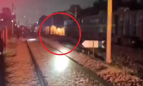 Rourkela में मालगाड़ी की चपेट में आने से हाथी की मौत