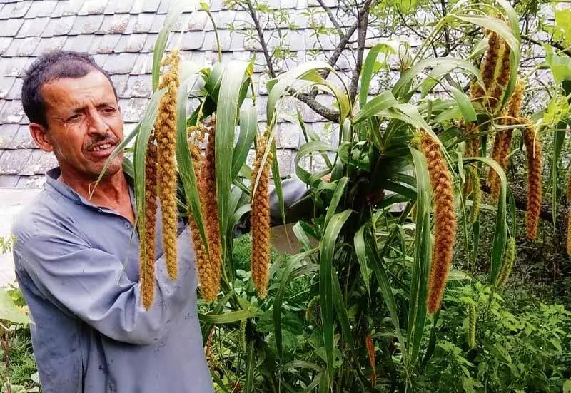 Mandi के किसान ने प्राकृतिक तकनीक का उपयोग कर बढ़ाई आय