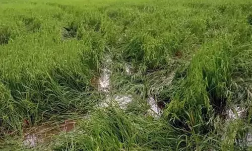 सैकड़ों किसान हाथियों के उत्पात से परेशान, फसल बर्बाद