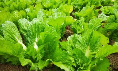 Assam: लाई-ज़ाक और काली मिर्च की उच्च उपज वाली किस्मों का अनावरण