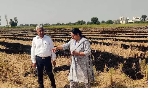 Haryana: फसल अवशेषों में आग लगने की घटनाओं में चिंताजनक वृद्धि, कैथल में 75 सक्रिय मामले