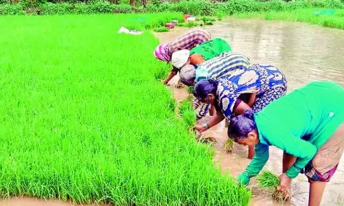 Andhra Pradesh: किसानों से फसलों की सुरक्षा करने का आग्रह किया Andhra Pradesh: किसानों से फसलों की सुरक्षा करने का आग्रह किया