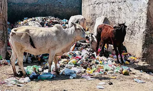 Sirsa में त्यौहारी सीजन के लिए नगर निगम की विशेष सफाई योजना Sirsa में त्यौहारी सीजन के लिए नगर निगम की विशेष सफाई योजना