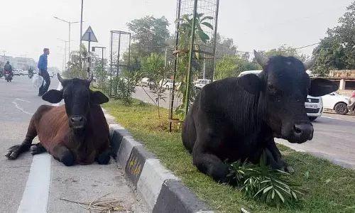 Haryana: आवारा पशु यात्रियों के लिए खतरा बने हुए