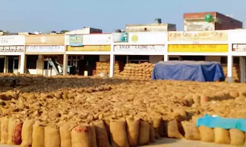 Haryana: धान का उठाव समय पर नहीं हो रहा Haryana: धान का उठाव समय पर नहीं हो रहा