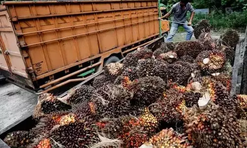 Goalpara: बुनियादी ढांचे की कमी से पाम ऑयल उत्पादकों को परेशानी Goalpara: बुनियादी ढांचे की कमी से पाम ऑयल उत्पादकों को परेशानी