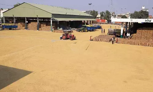 Jalandhar में 63,934 मीट्रिक टन धान की खरीद, 223 मीट्रिक टन उठान