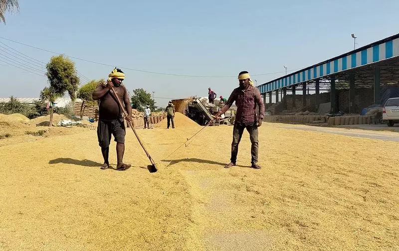 Haryana : धीमी उठान प्रक्रिया के कारण ताजा धान की आवक के लिए जगह कम रह गई