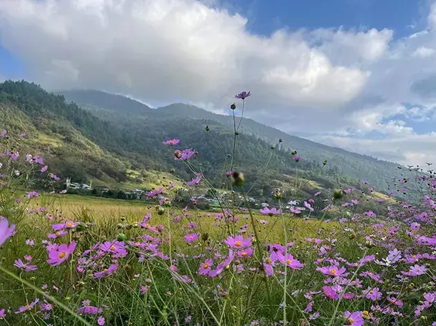 Chug घाटी के युवाओं ने आगंतुकों से कॉस्मॉस फूल न तोड़ने का आग्रह किया