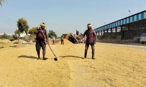 Haryana: धीमी उठान प्रक्रिया के कारण ताजा धान की आवक के लिए जगह कम रह गई