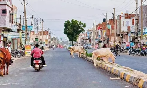 Sirsa में आवारा पशु यात्रियों के लिए खतरा बने हुए