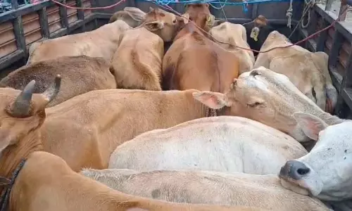 Hojai Police: मवेशी लदी बोलेरो वैन जब्त की
