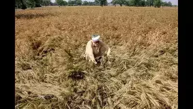 Damoh: अचानक हुई बारिश से किसानों की सैकड़ों क्विंटल मक्का की फसल बर्बाद Damoh: अचानक हुई बारिश से किसानों की सैकड़ों क्विंटल मक्का की फसल बर्बाद