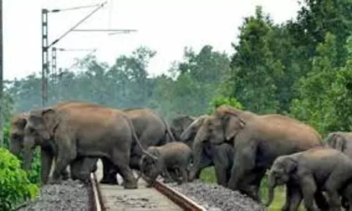 Jharkhand: रेलवे ट्रैक पार कर रहे  23 हाथियों का झुण्ड, आया ट्रेन की चपेट में