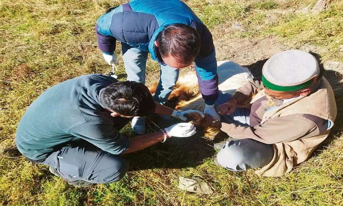 Himachal: प्रवासी झुंडों में पैरों की सड़न से निपटने के लिए विशेष अभियान शुरू किया गया