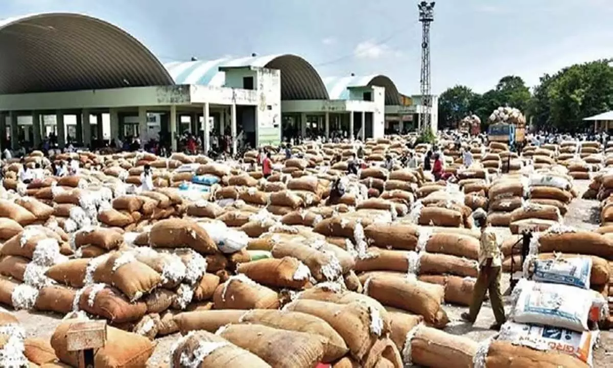 Telangana: एनुमामुला बाजार में कपास की कीमतों में उतार-चढ़ाव से किसान चिंतित