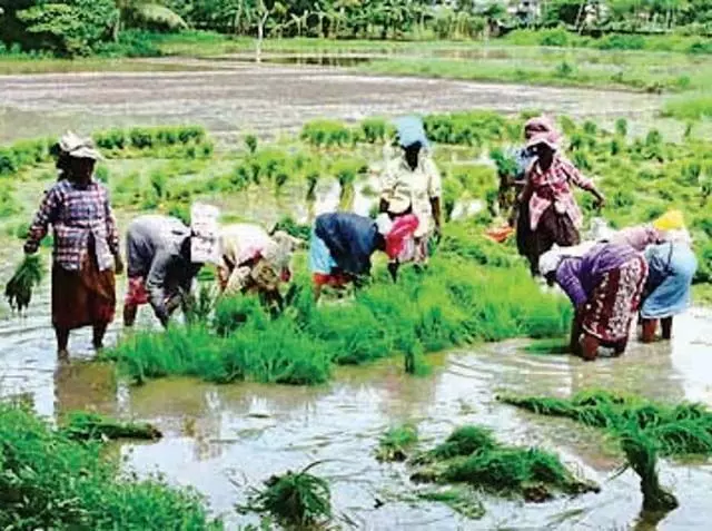 IRRI ने धान की मशीनीकृत सीधी बुआई पद्धति का समर्थन किया