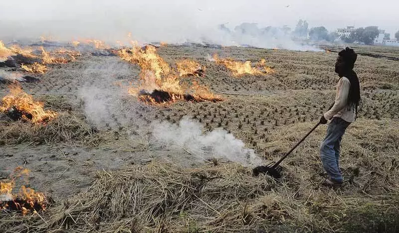 Punjab: एक दिन में 99 खेतों में आग लगी