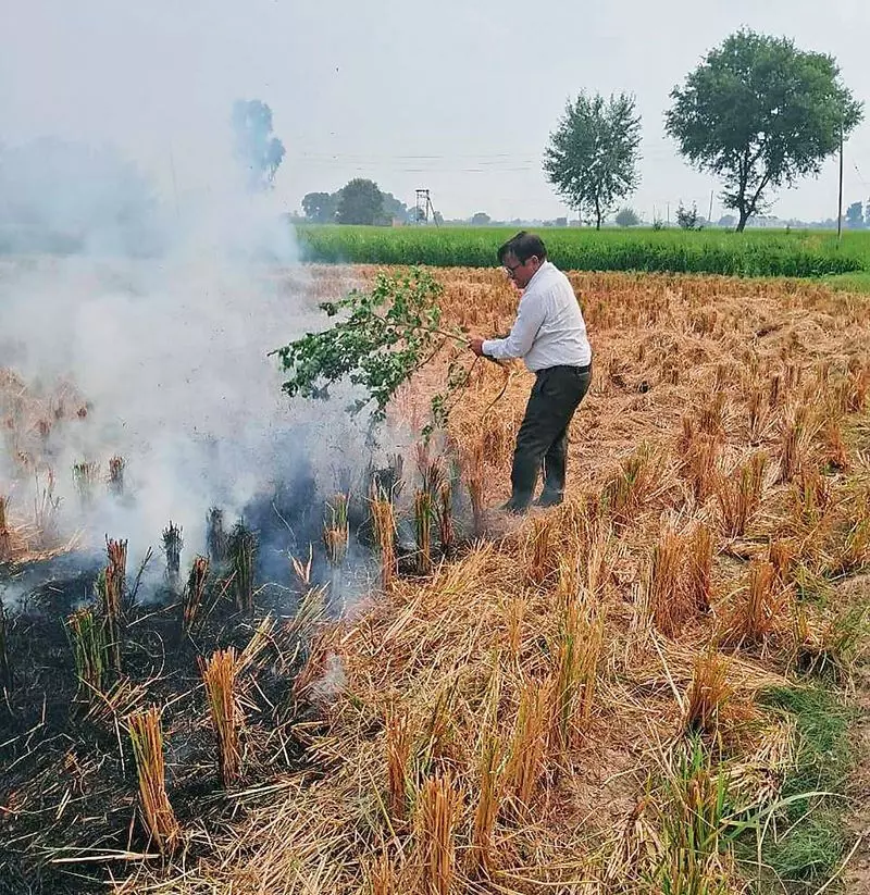 Haryana : धान की पराली जलाने पर 7 पर मामला दर्ज, 9 पर जुर्माना