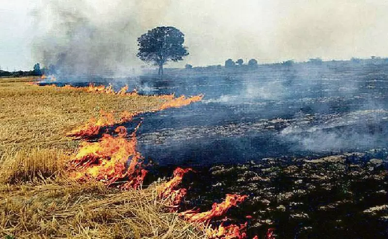 पराली जलाने के मुद्दे पर सुप्रीम कोर्ट ने पंजाब और Haryana के मुख्य सचिवों को तलब किया